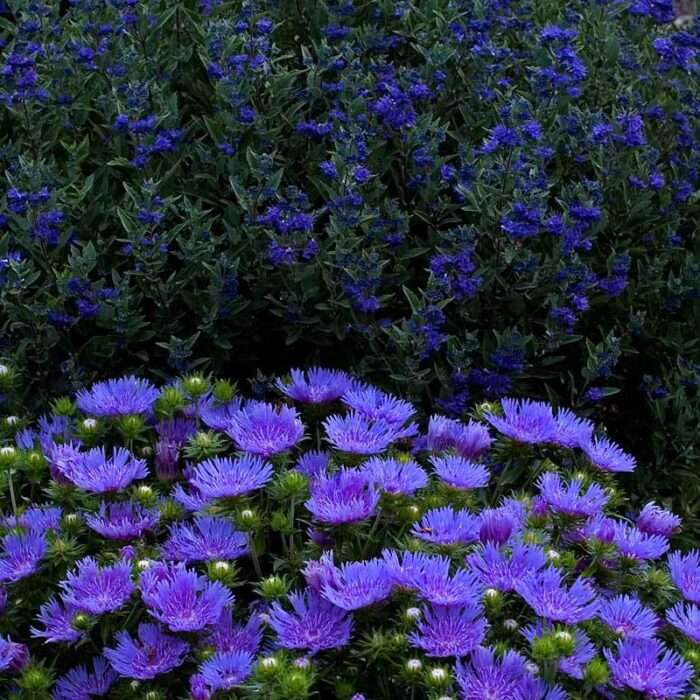 STOKESIAPEACHIESPICKPL_1.jpg STOKESIA Peachies Pick - Image 2
