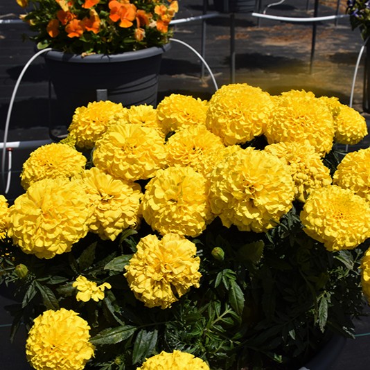 TAGETESANTIGUAYELLOWPL_1.jpg TAGETES ANTIGUA Yellow - Image 2