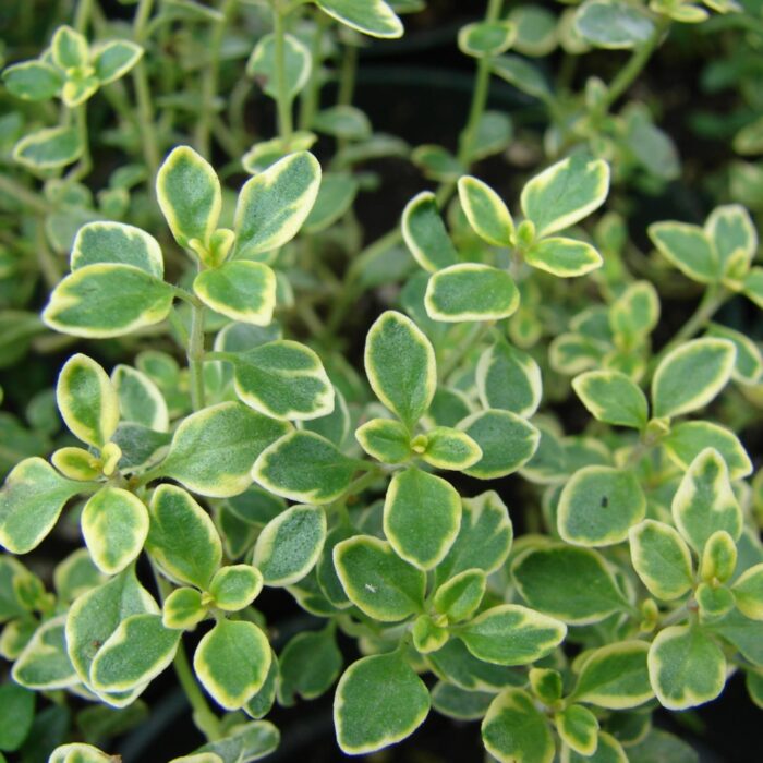 THYMUSCITRIODORUSVARIEGATEDPL.jpg