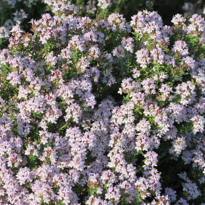THYMUS vulgaris 'Fredo' - Image 2