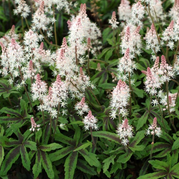 TIARELLA Spring Symphony - Image 2