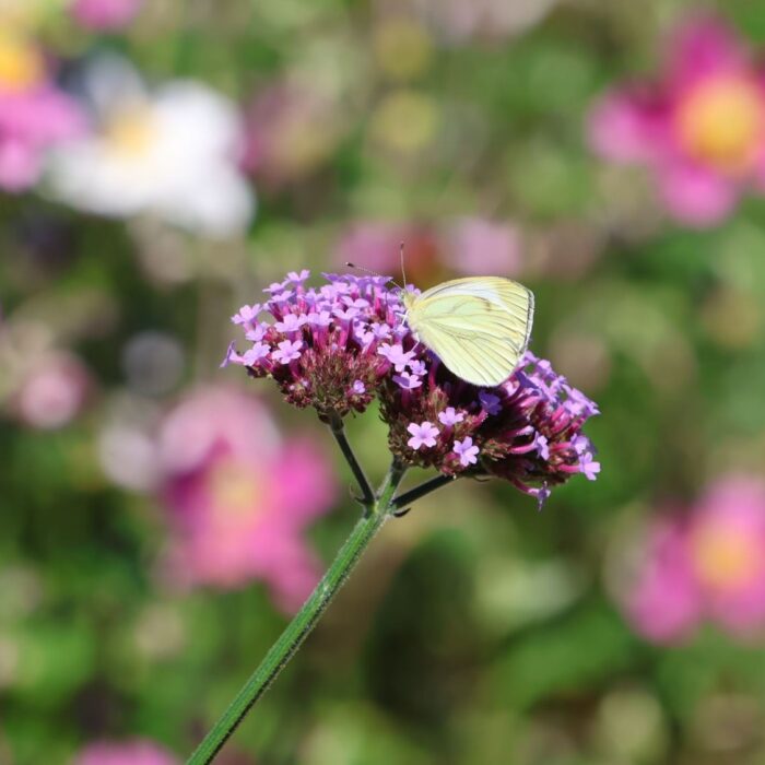 VERBENA bonariensis Purple Tower - Image 2