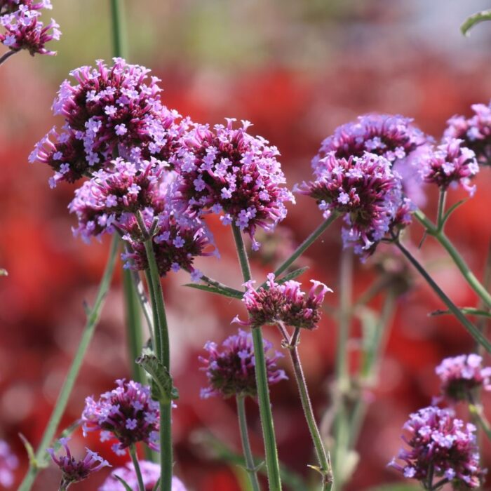 VERBENA bonariensis Purple Tower - Image 3