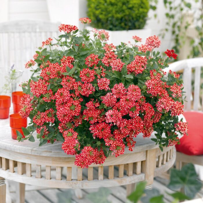 VERBENAESTRELLAVOODOOREDSTARPL_1.jpg VERBENA ESTRELLA Voodoo Red Star - Image 2