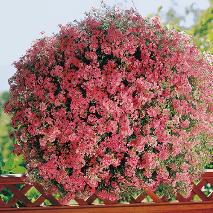 VERBENA TAPIEN Salmon - Image 2