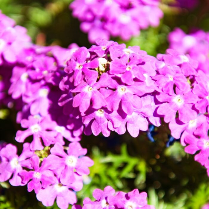 VERBENA TAPIEN Violet - Image 2