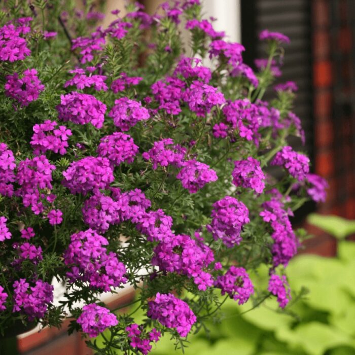 VERBENA TAPIEN Violet - Image 3