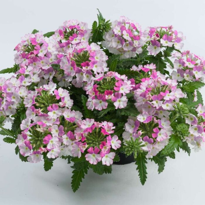 VERBENA VANESSA COMPACT Bicolor Rose - Image 2