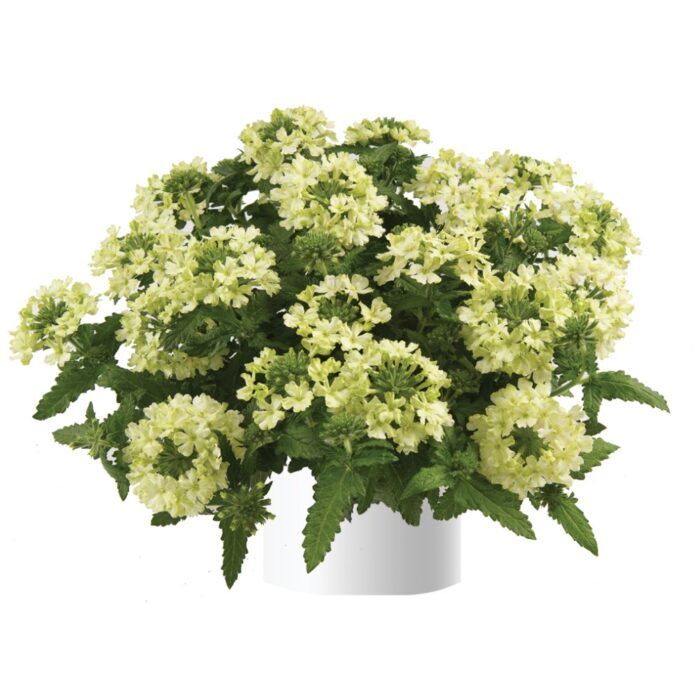 VERBENA VANESSA COMPACT Lime - Image 2