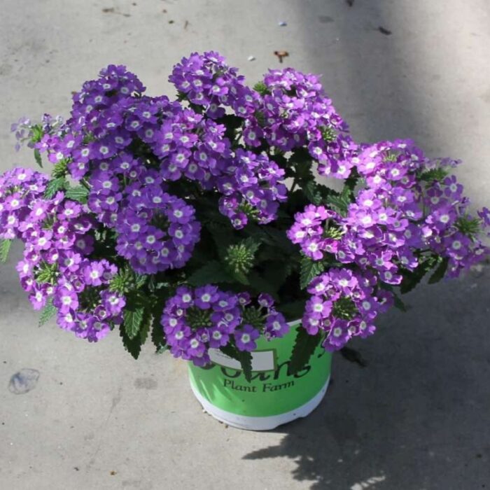 VERBENA VANESSA COMPACT Optik Lavender - Image 2