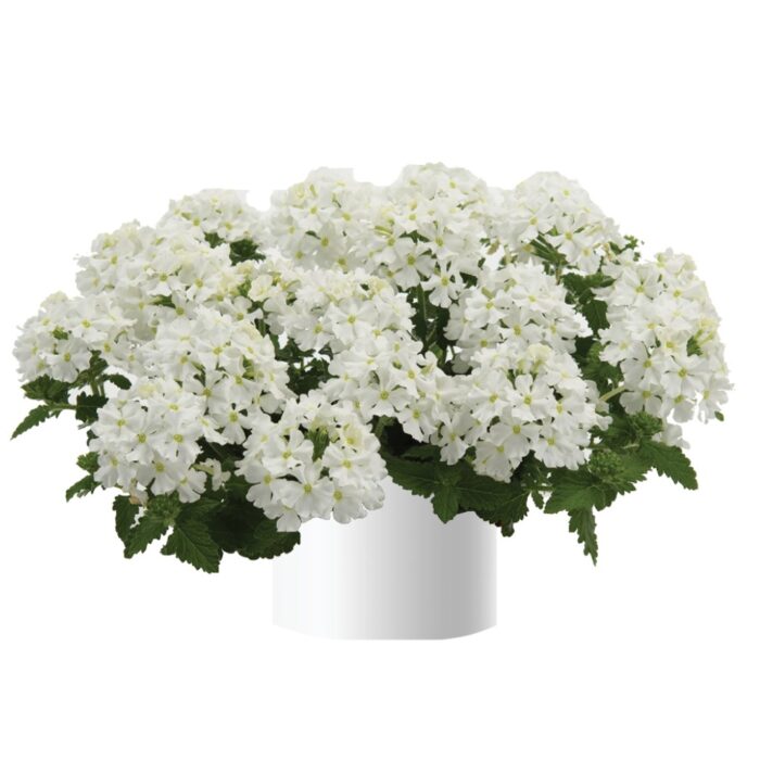 VERBENA VANESSA COMPACT White - Image 2