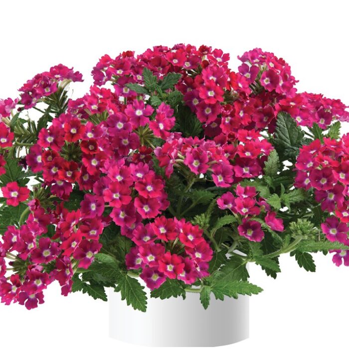 VERBENA VANESSA Dark Pink - Image 2