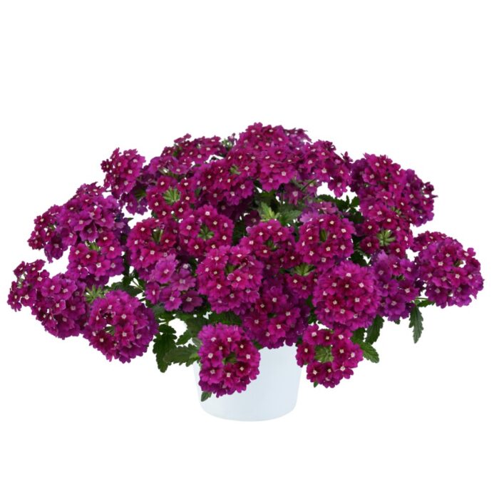 VERBENA VANESSA Magenta - Image 2