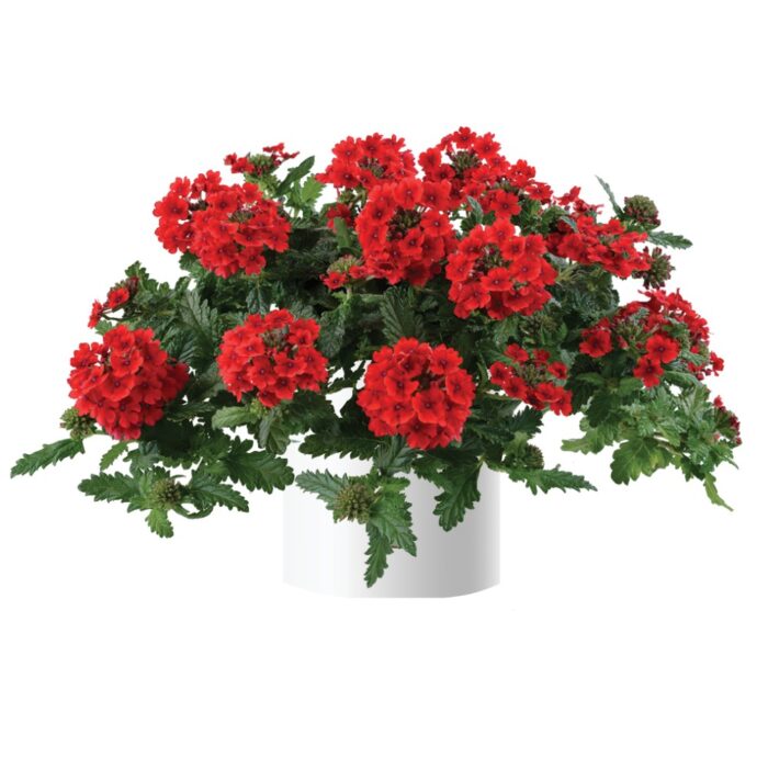 VERBENA VANESSA Red - Image 2