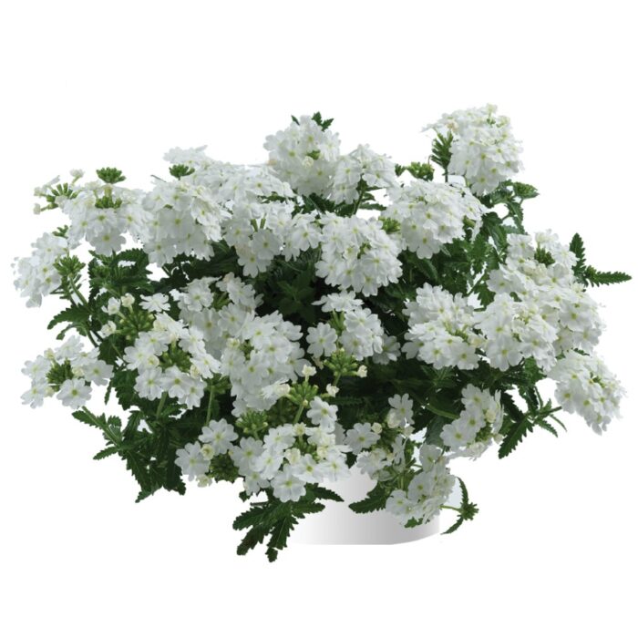 VERBENA VANESSA White Improved - Image 2