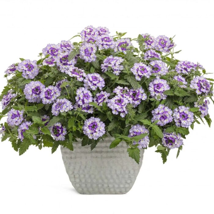 VERBENA VEPITA Amethyst Kiss - Image 4