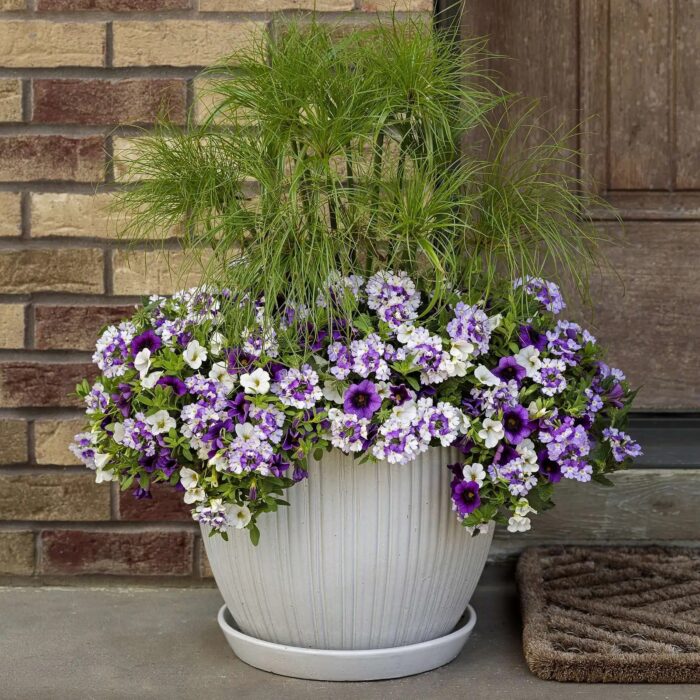 VERBENA VEPITA Amethyst Kiss - Image 2