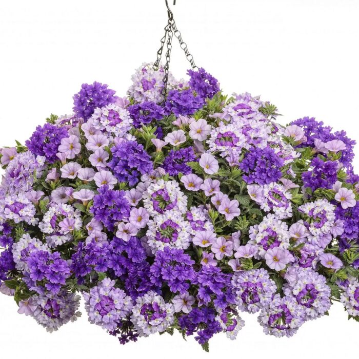 VERBENA VEPITA Amethyst Kiss - Image 3