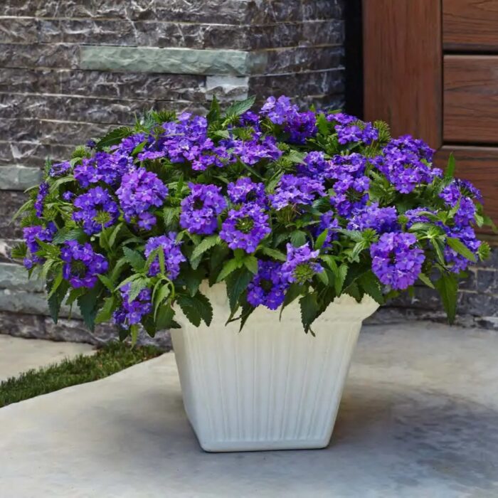 VERBENA VEPITA Blue Violet - Image 2