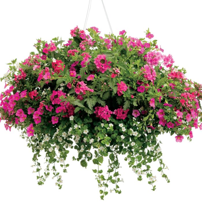 VERBENA VEPITA Hot Pink - Image 3