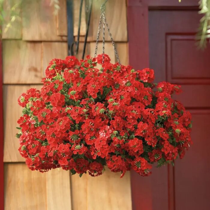 VERBENA VEPITA Scarlet - Image 2