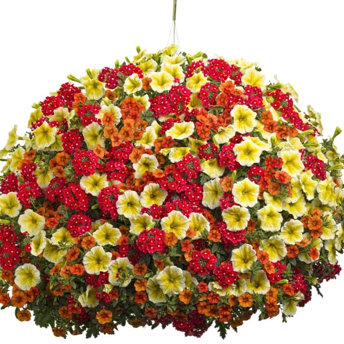 VERBENA VEPITA Scarlet - Image 3