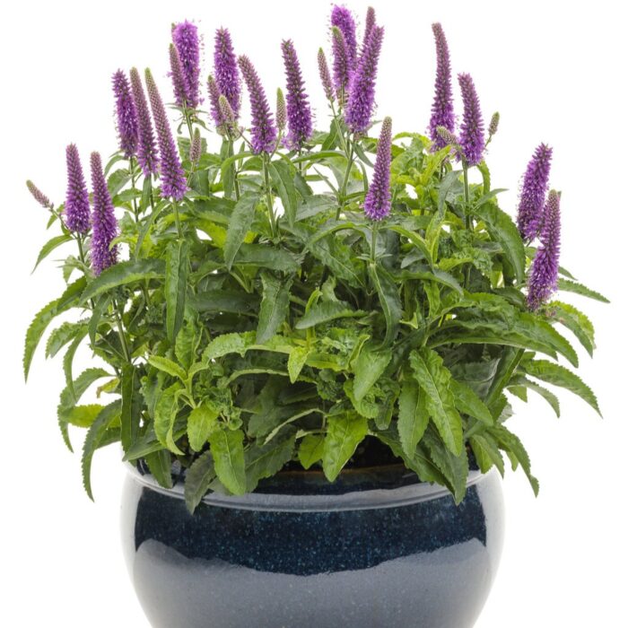 VERONICA MAGIC SHOW Purple Illusion - Image 3