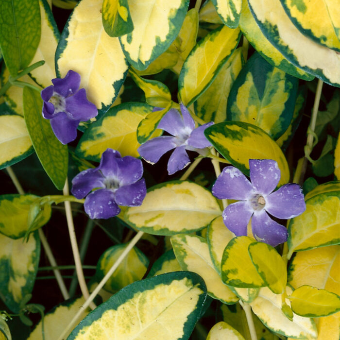 VINCA Mayor Illumination - Image 2