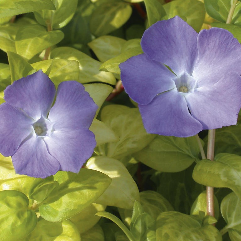 VINCAMAYORRETICULATAPL.jpg