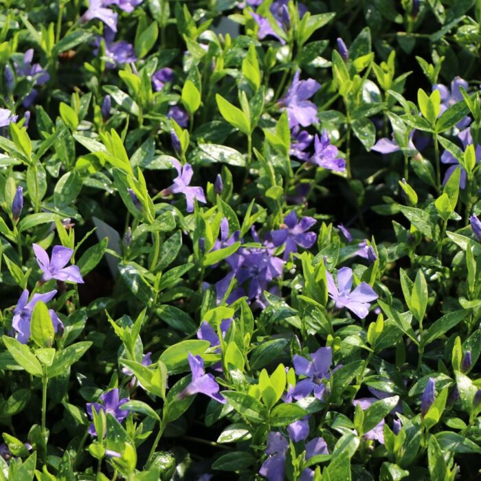 VINCA Minor Anna - Image 2