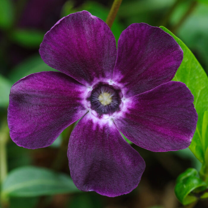 VINCA Minor Atropurpurea - Image 2