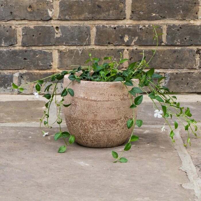 VINCA Minor Elisa - Image 2