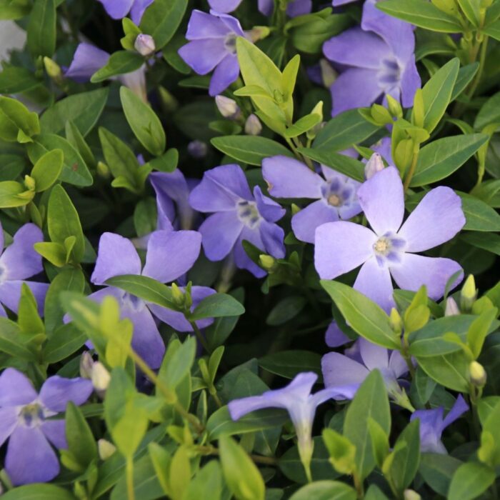 VINCA Minor Josefine - Image 2