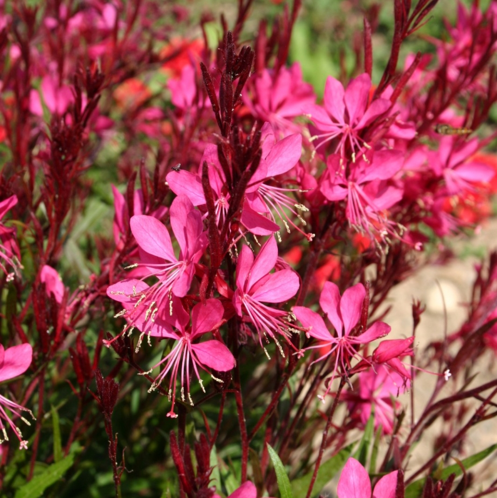 gaurapinkparque