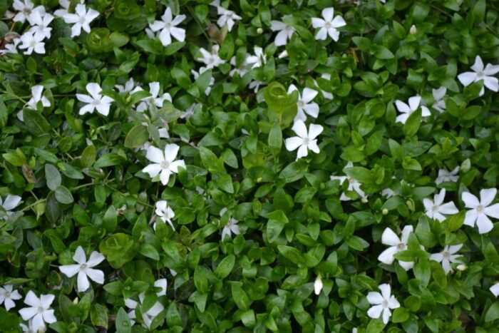 VINCA Minor Ms.Jekyll White - Image 2