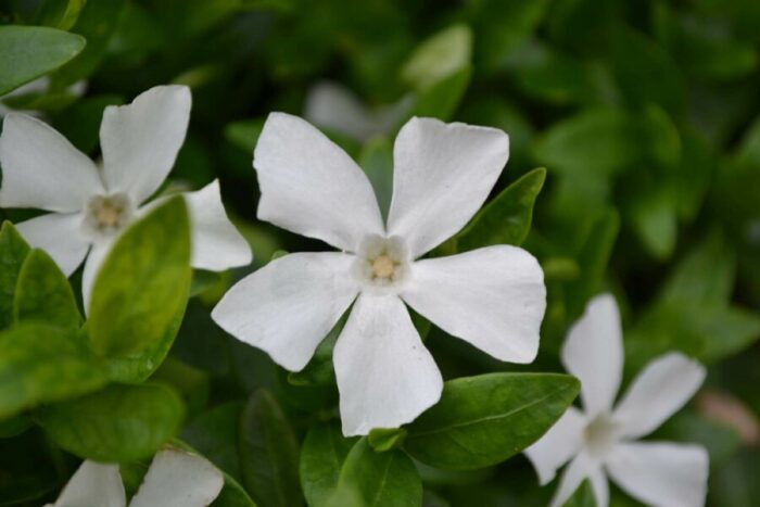 VINCA Minor Ms.Jekyll White - Image 3