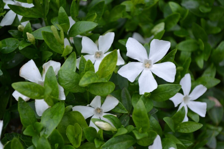 lesser-periwinkle-vinca-minor-gertrude-jekyll-5-10-pot-p9