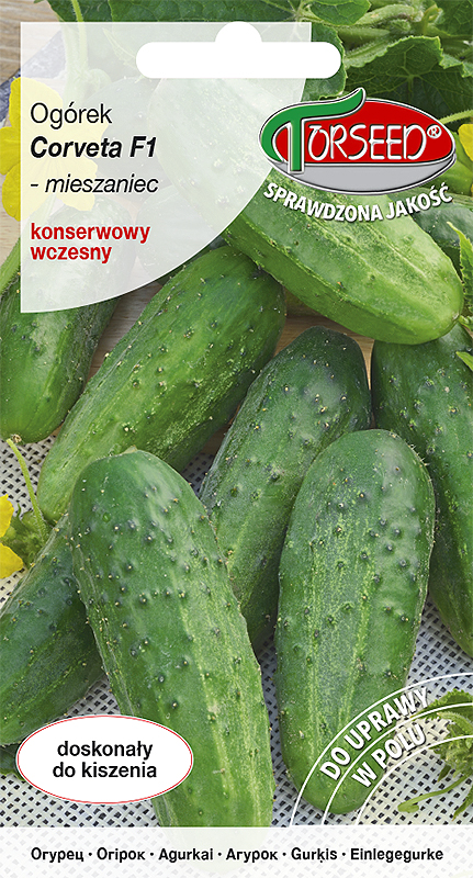 ogorek-corveta-TOR558-09