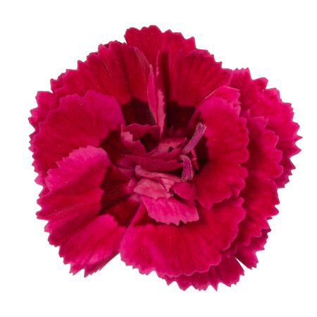 pac Dinamic Cherry Bluete web-8f972714