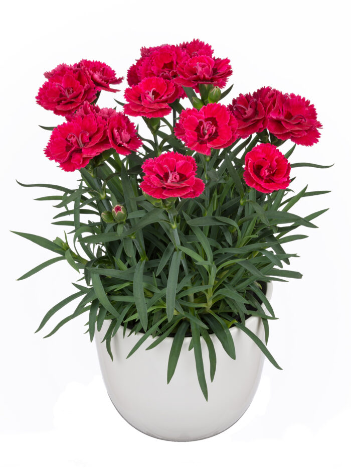 DIANTHUS DINAMIC Cherry - Image 2