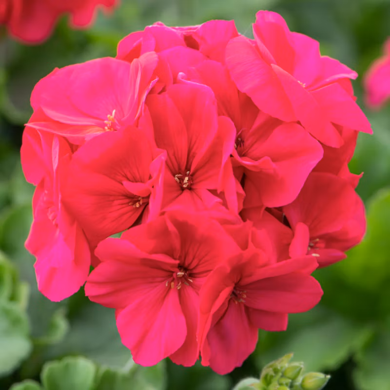 pelargonia-peltatum-hot-pink-11-cm~5059340374185_01i