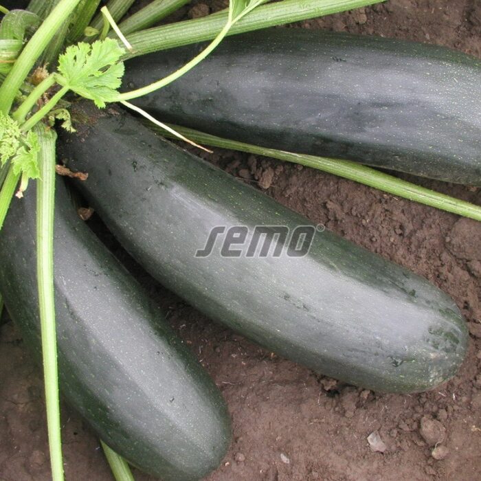 KABAČI (CUKINI) - STARTGREEN F1 - 100 sēklas - Image 2