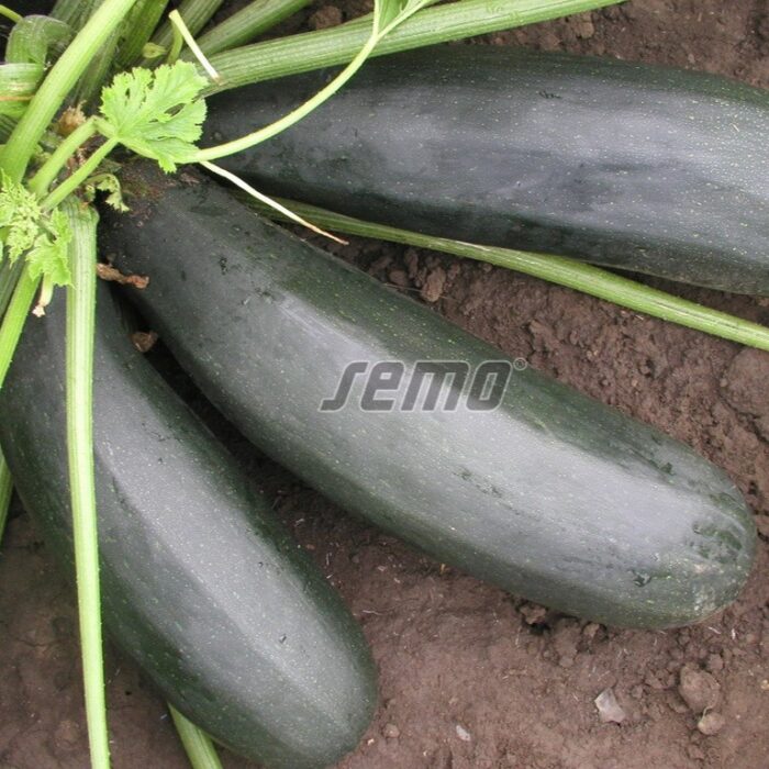 KABAČI (CUKINI) - STARTGREEN F1 - 0.05 kg - Image 2