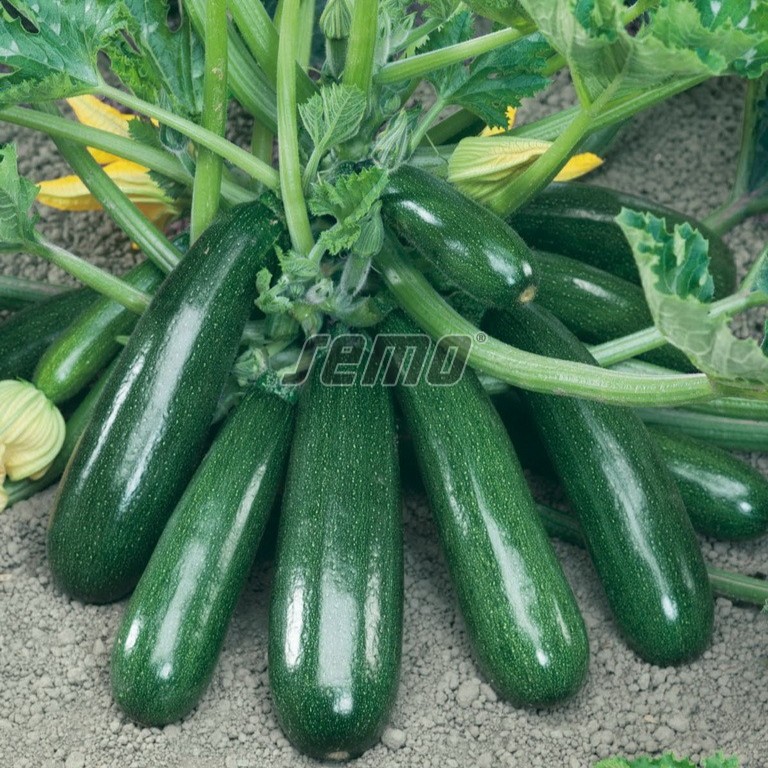 0626500.jpg
