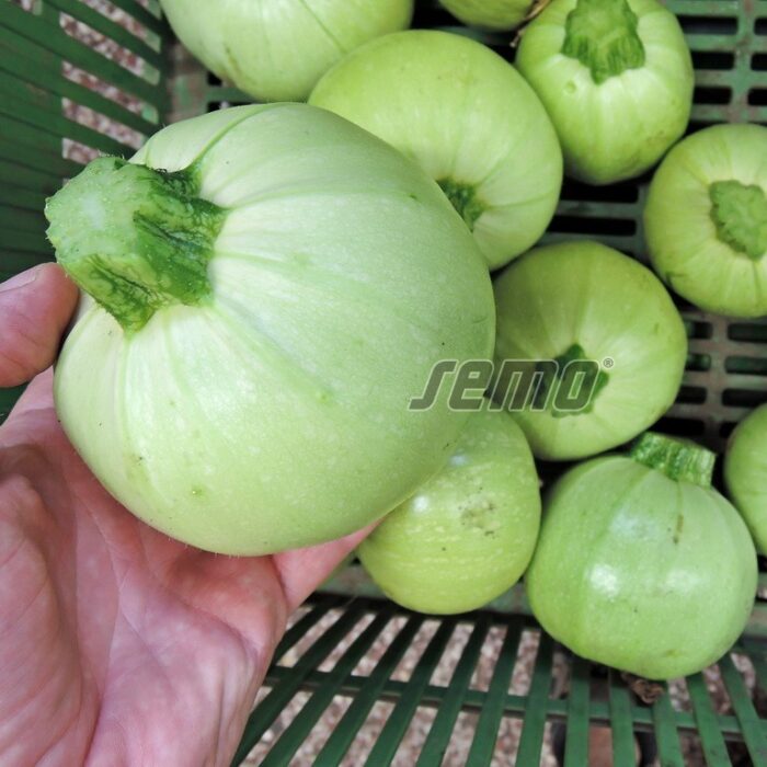 KABAČI (CUKINI) - TREND F1 - 100 sēklas - Image 2