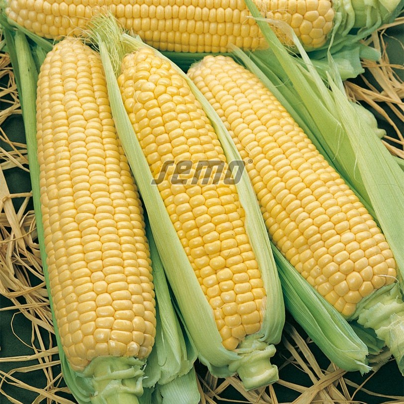 17601.jpg