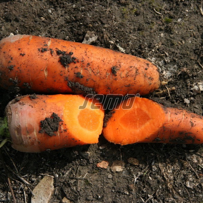 2231400_1.jpg BURKĀNI - CHAMARE - 0.4 sēklas - Image 2