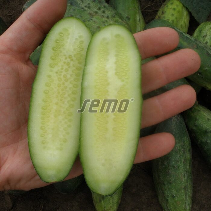 GURĶI - IWONNA F1 - 0.1 kg - Image 2