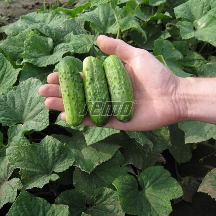 GURĶI - IWONNA F1 - 0.1 kg - Image 3