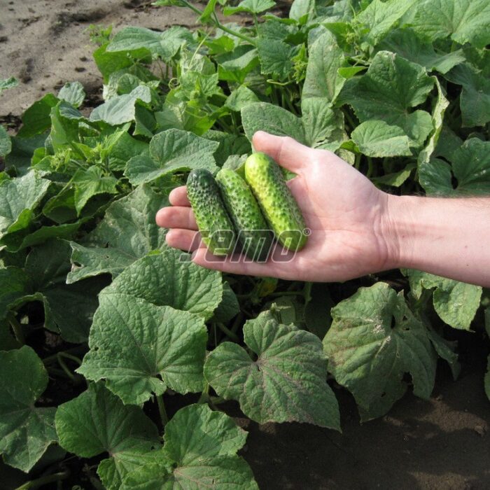 GURĶI - CHANTAL F1 - 0.1 sēklas - Image 2